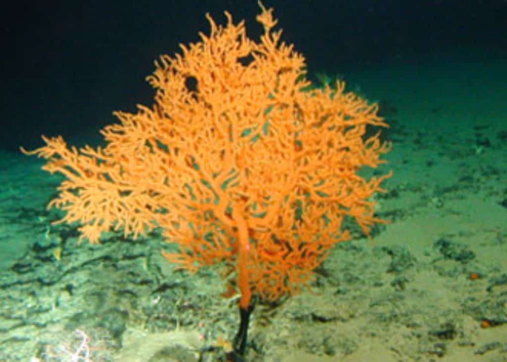 Leiopathes, a black coral found in Hawaii