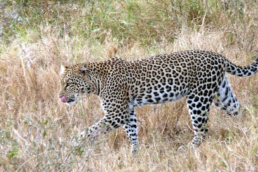 African leopard