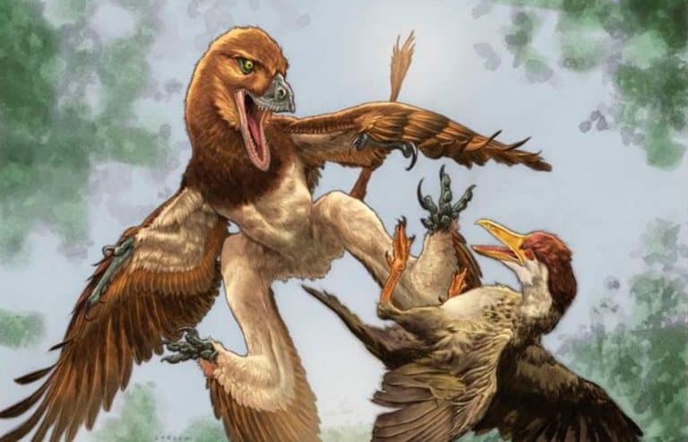 Jian changmaensis (left) attacks the early bird Gansus yumenensis (right)