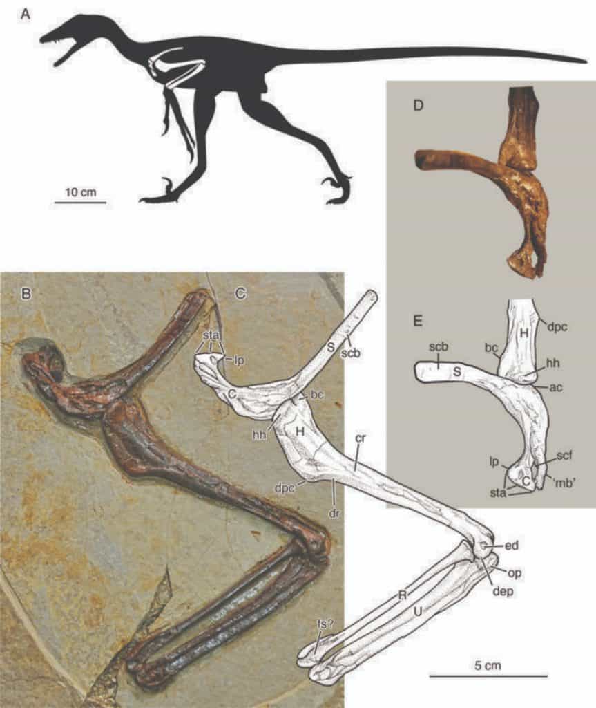 Arm bones of the new dinosaur Jian
