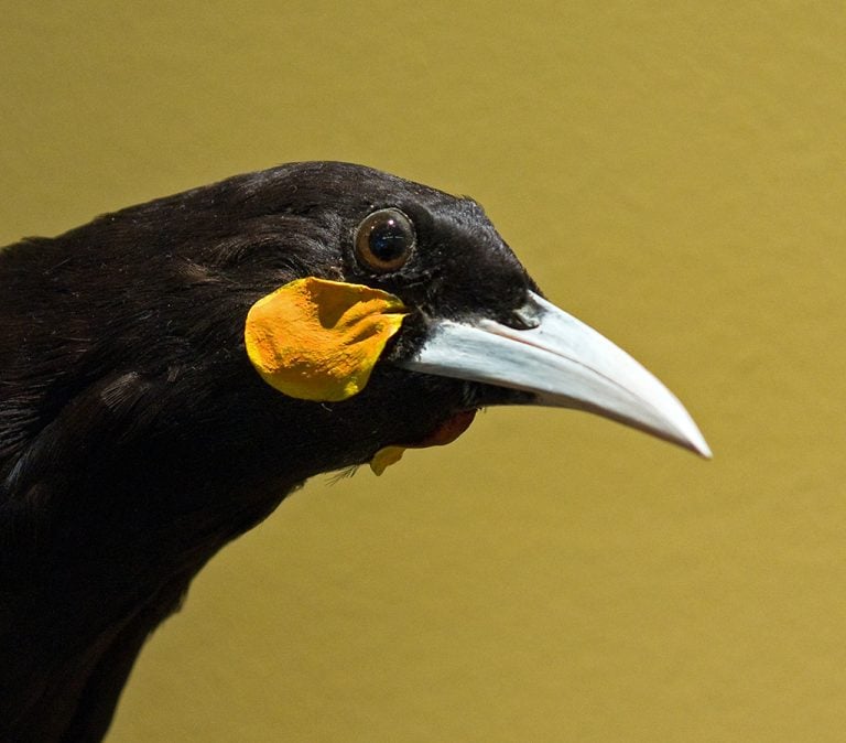 Huia