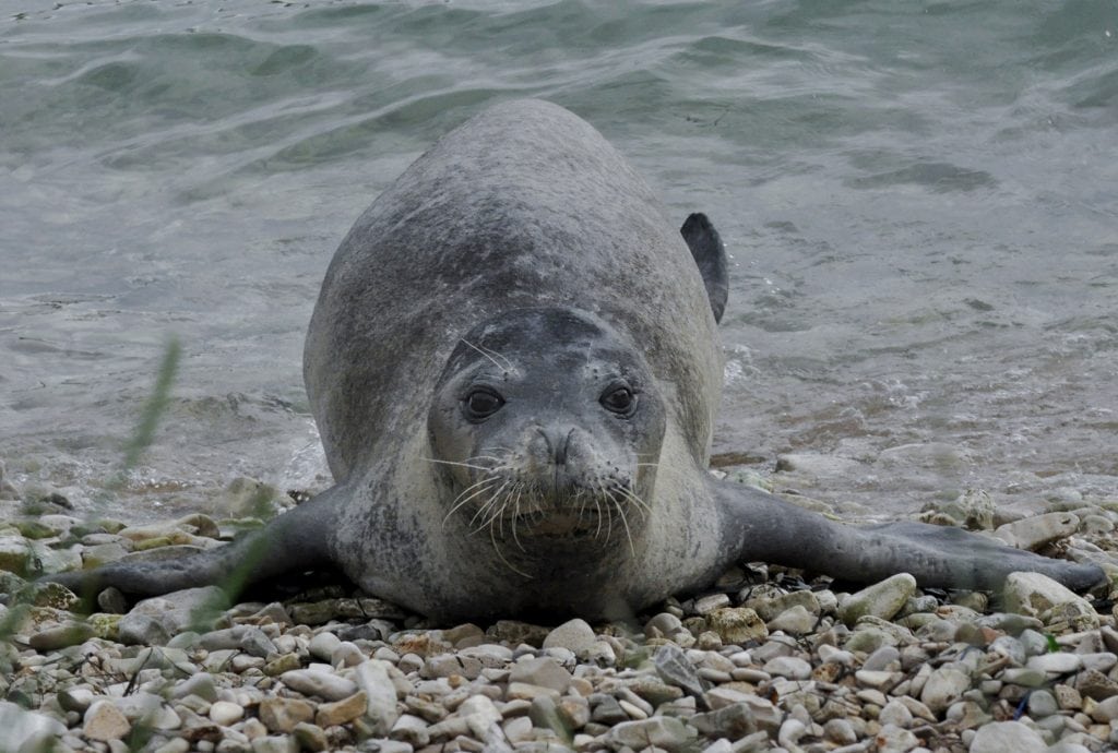 The monk seal on Mornar Beach, in Pula, Croatia