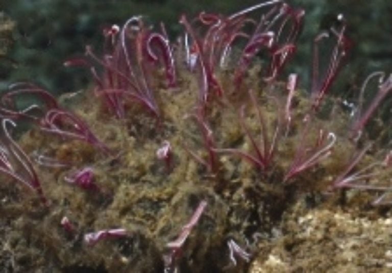 Osedax or zombie worms