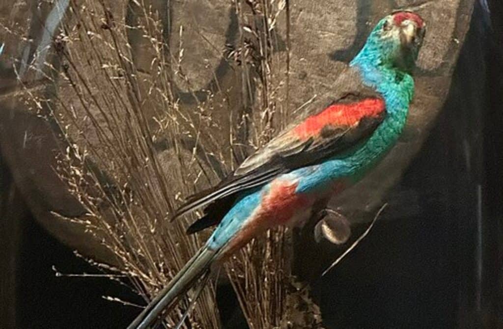 Paradise parrot