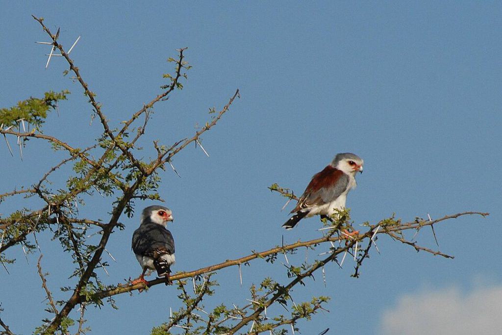 Pygmy falcons