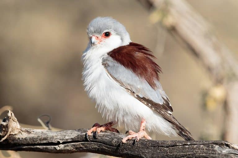Pygmy falcon