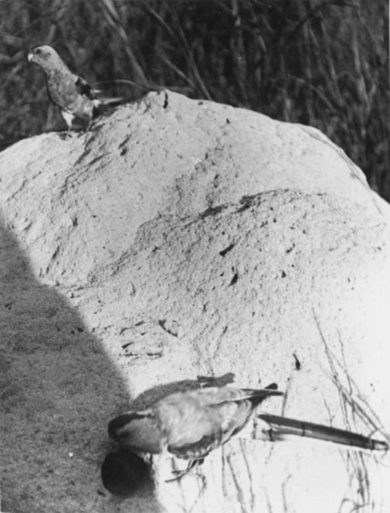 Final known pictures of the paradise parrots