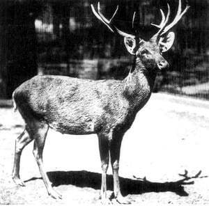 Photo of Cervus schomburgki, Schomburgk's Deer, from West Berlin Zoo though Lothar Schlawe (1911).