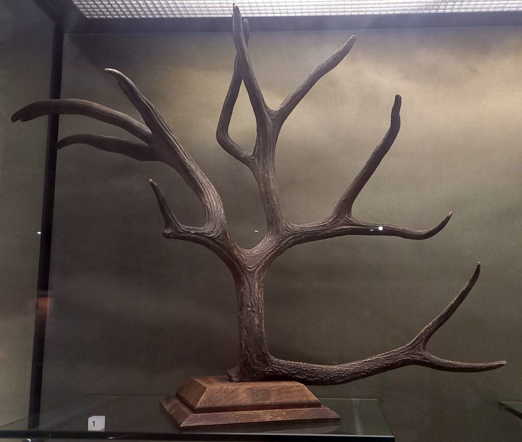 Schomburgk's deer antler, National Museum of Scotland.