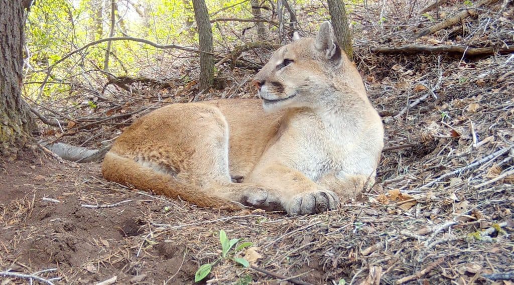 Trail camera image of a cougar from Utah Mountain Lion Conservation trail camera
