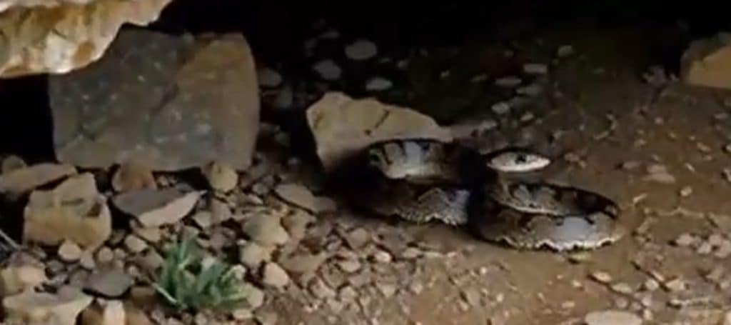 Himalayan pit viper