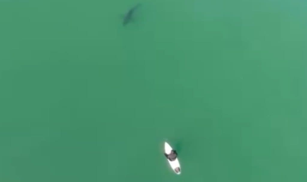 Great white shark circles surfer in Aptos, CA