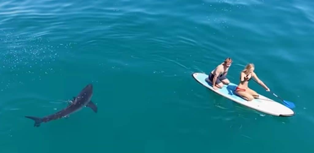 Shark chasing paddleboarders