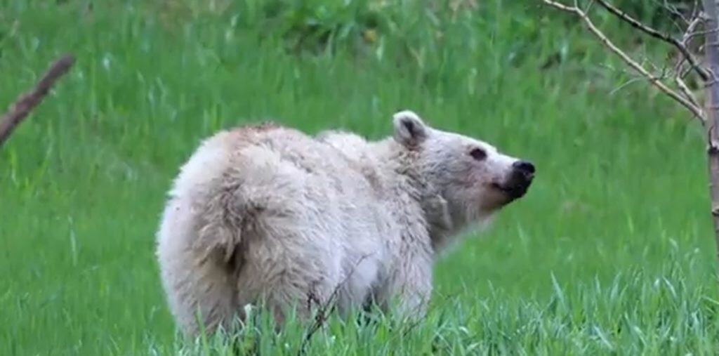 Nakoda the white grizzly bear