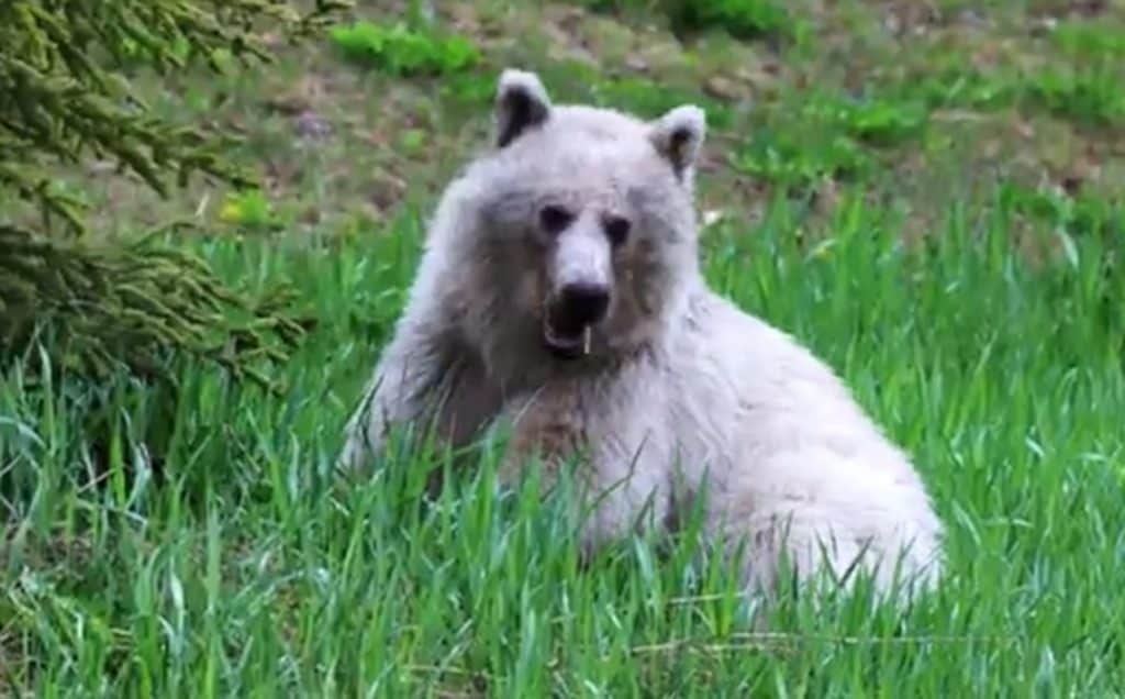 Nakoda the white grizzly