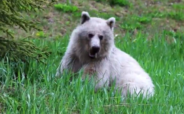Nakoda the white grizzly
