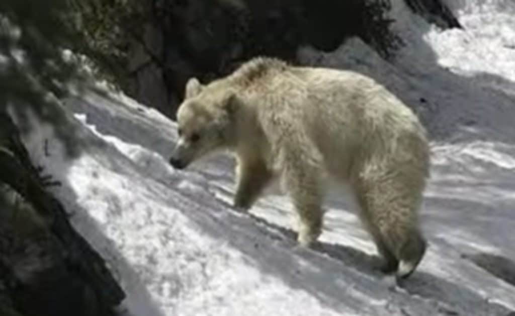 Nakoda the white grizzly