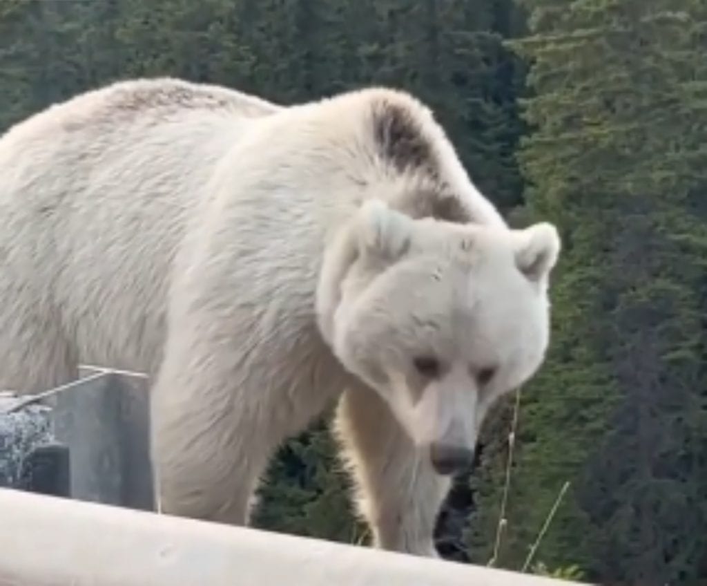 Nakoda the white grizzly bear
