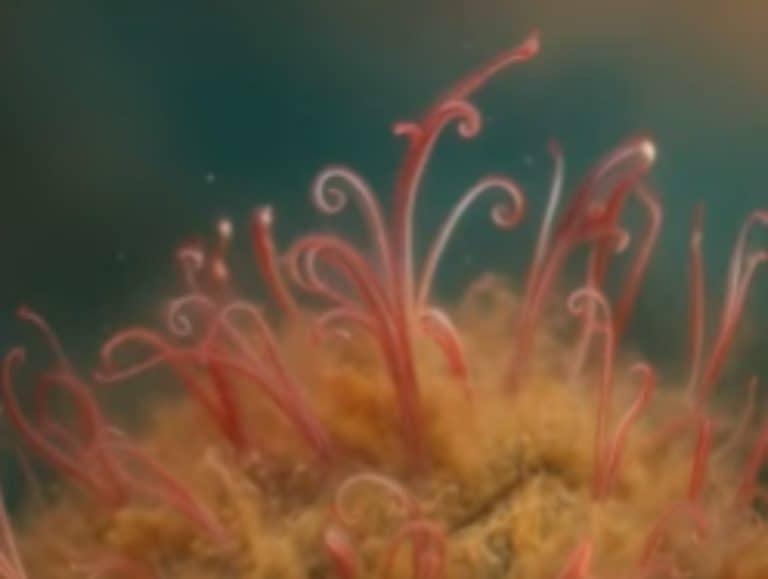 Zombie worms