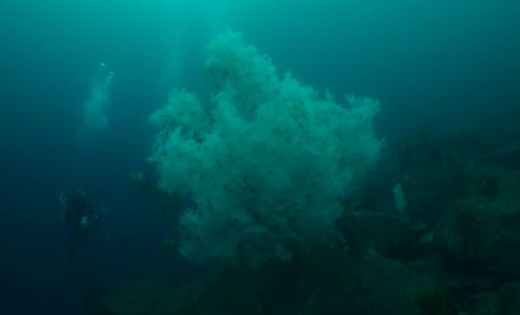 Black coral off the New Zealand coast