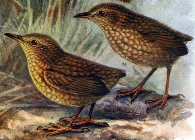 drawing of Stephens Island Wren