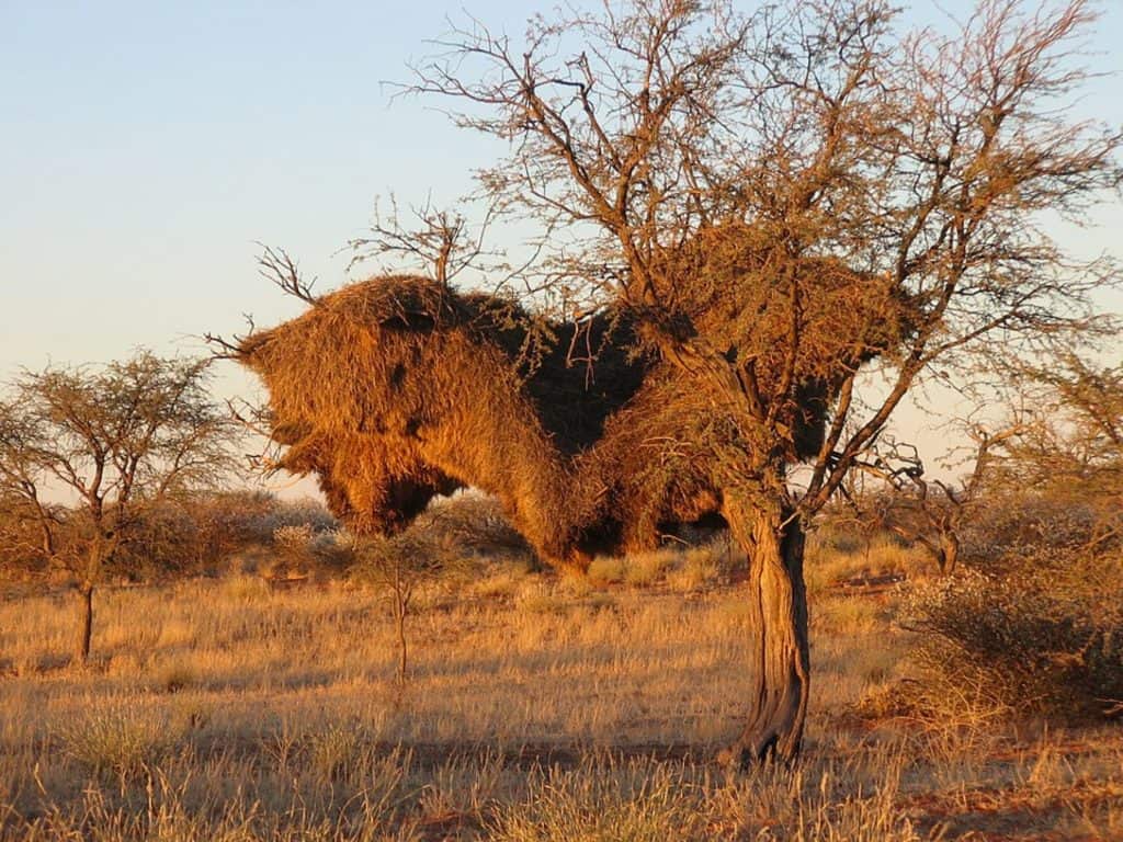 Sociable weaver nest
