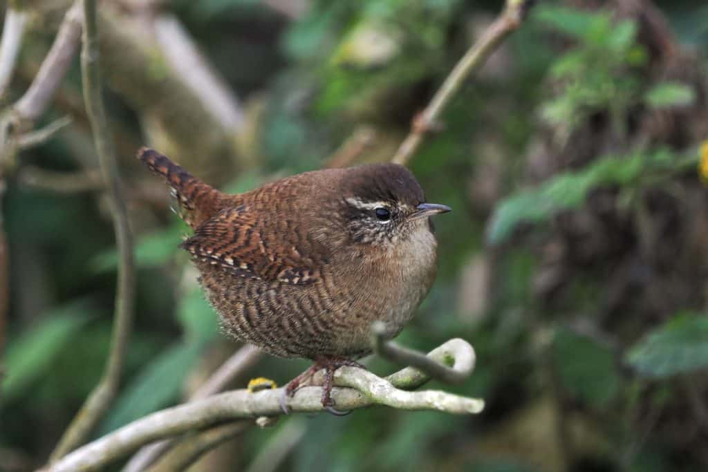 Shetland wren (Troglodytes troglodytes zetlandicus)