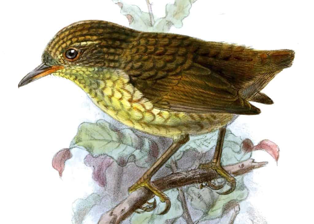 drawing of Stephens Island Wren