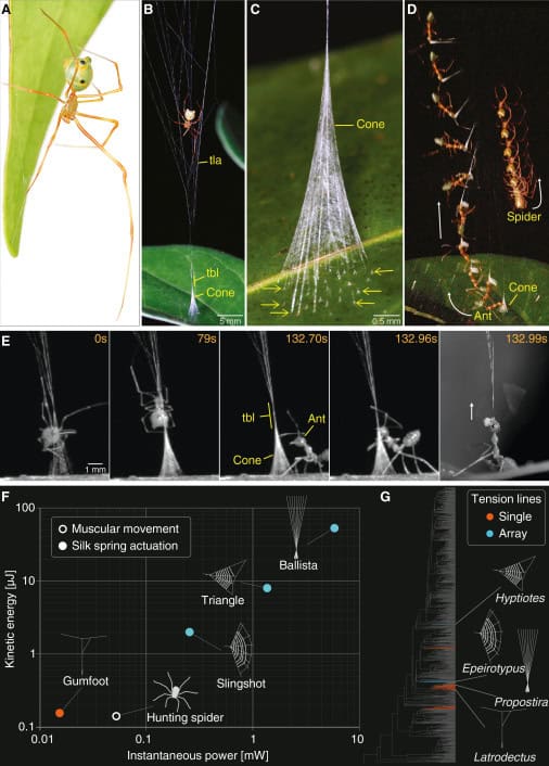 Power-amplified snare of the ballista spider lures and hauls up green tree ants.