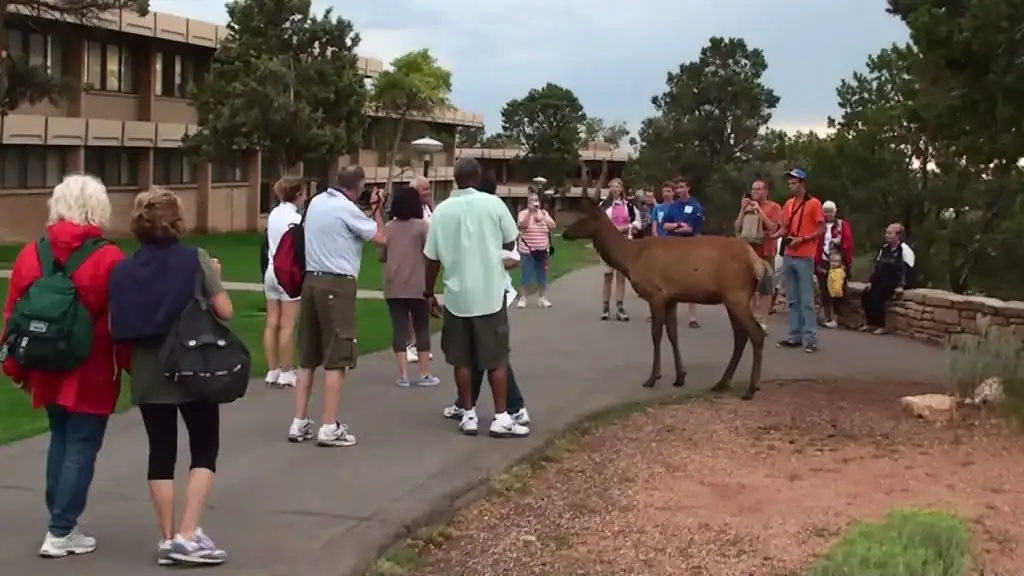 About 15 people on a paved walkway standing around an elk, some taking photos of it.