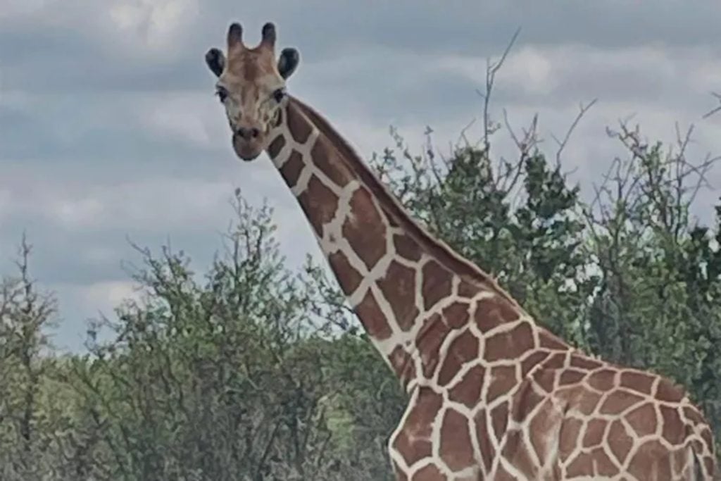 Gracie the giraffe