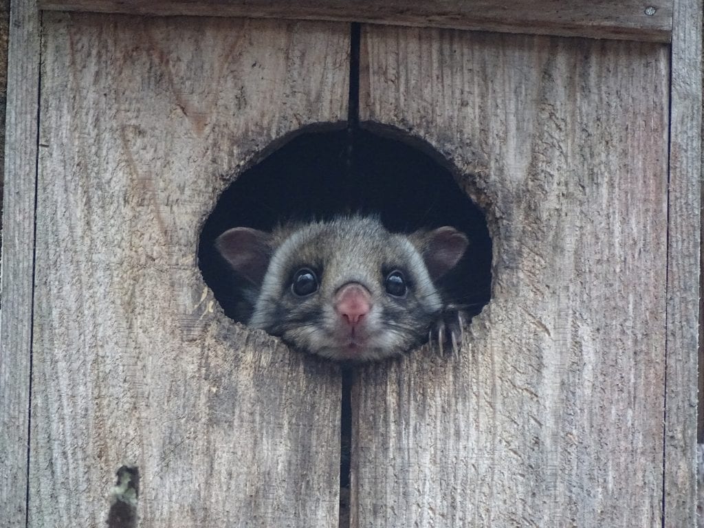 japanese giant flying squirrel