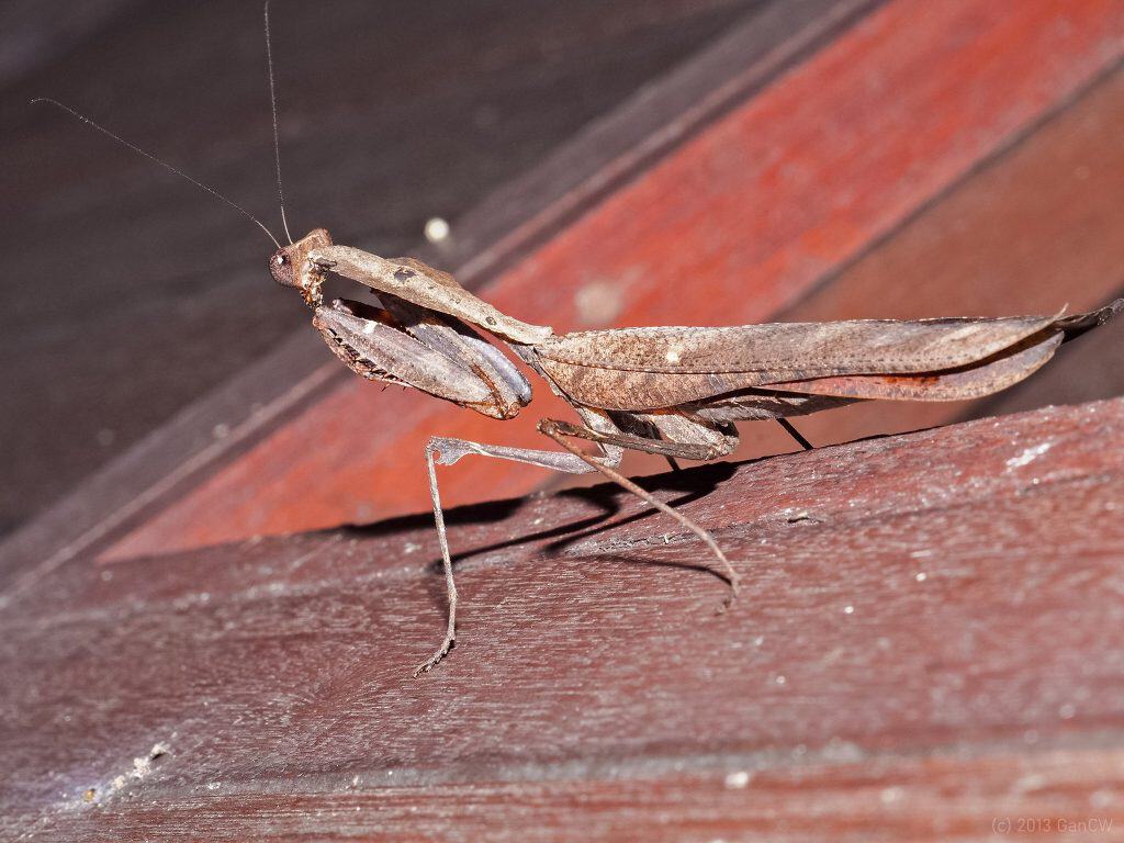 Deroplatys desiccata