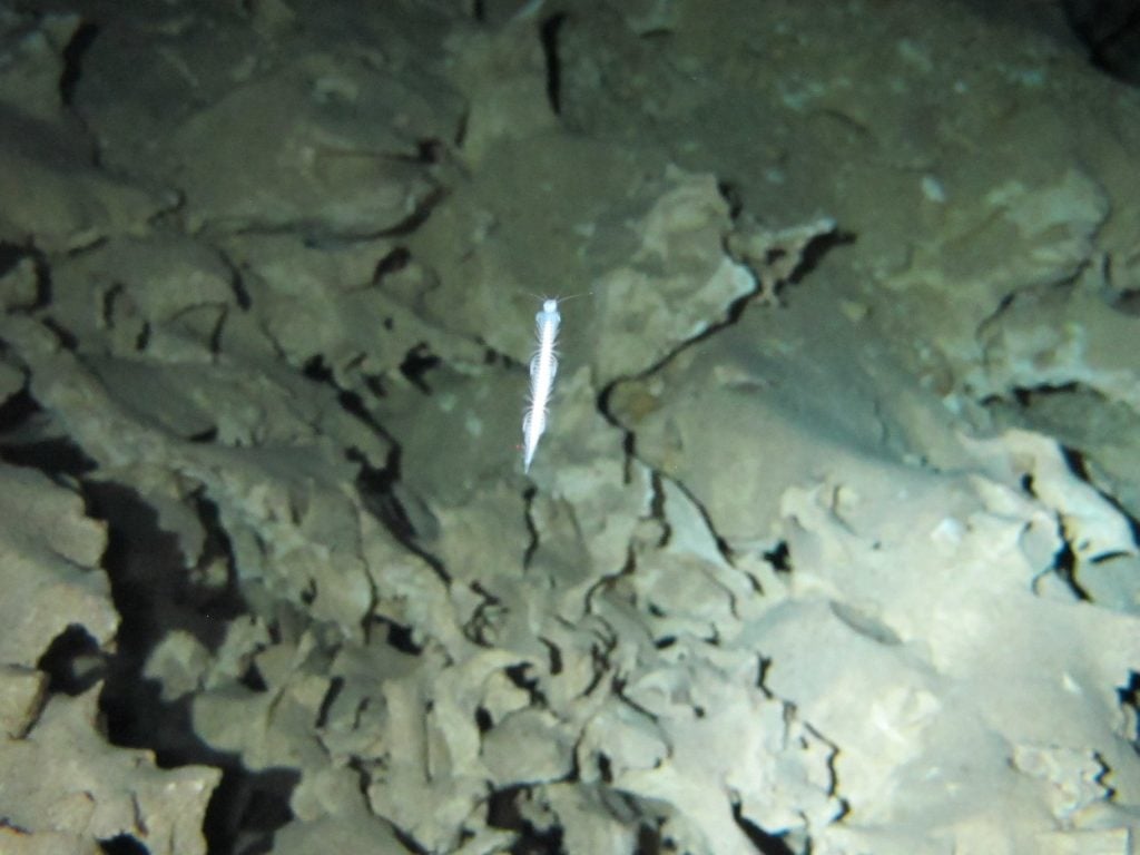 Xibalbanus tulumensis