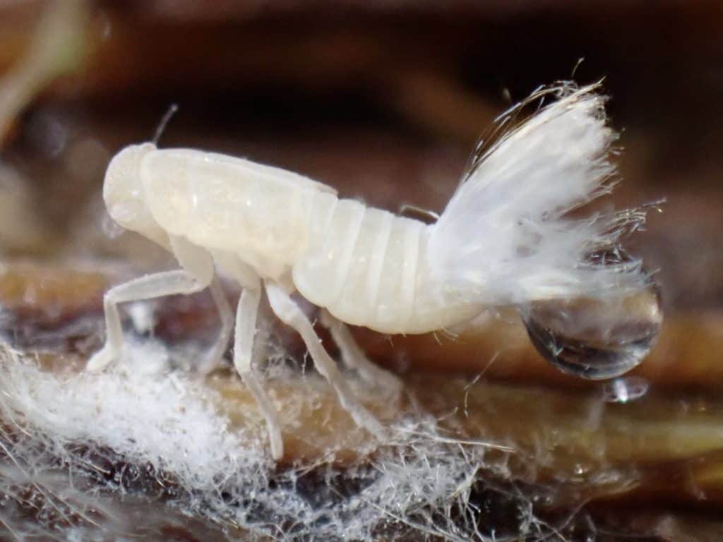 Oliarus polyphemus