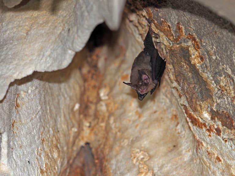 bumblebee bat, hog-nosed bat, kitti's hog-nosed bat