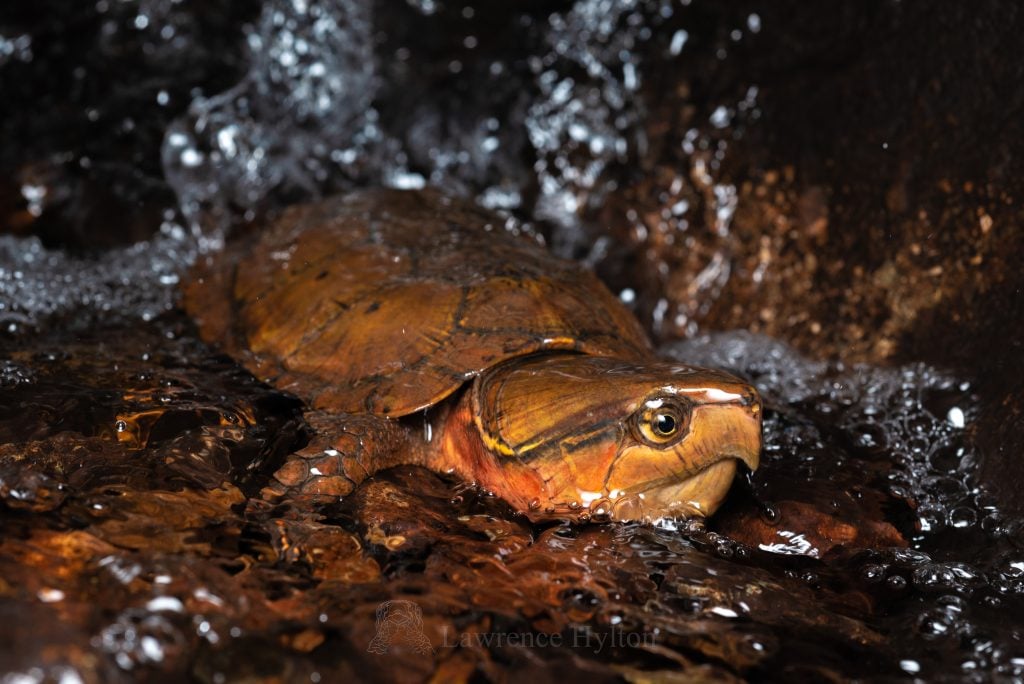 big-headed turtle, burmese big-headed turtle, grosskopfschildkr&ouml;te, vietnamese big-headed turtle, 平胸龟