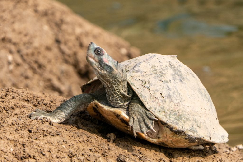 indian tent turtle, ostindische dachschildkr&ouml;te, pink-ringed roofed turtle