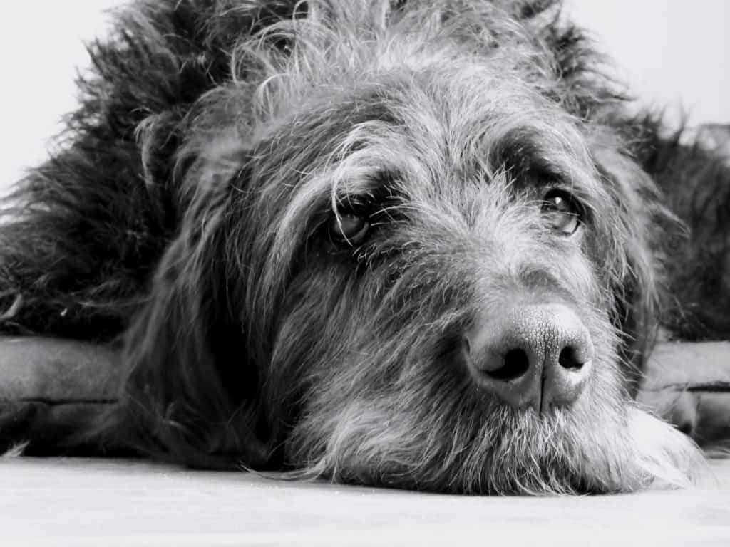 portrait of a great danoodle, cute and adorable big dog