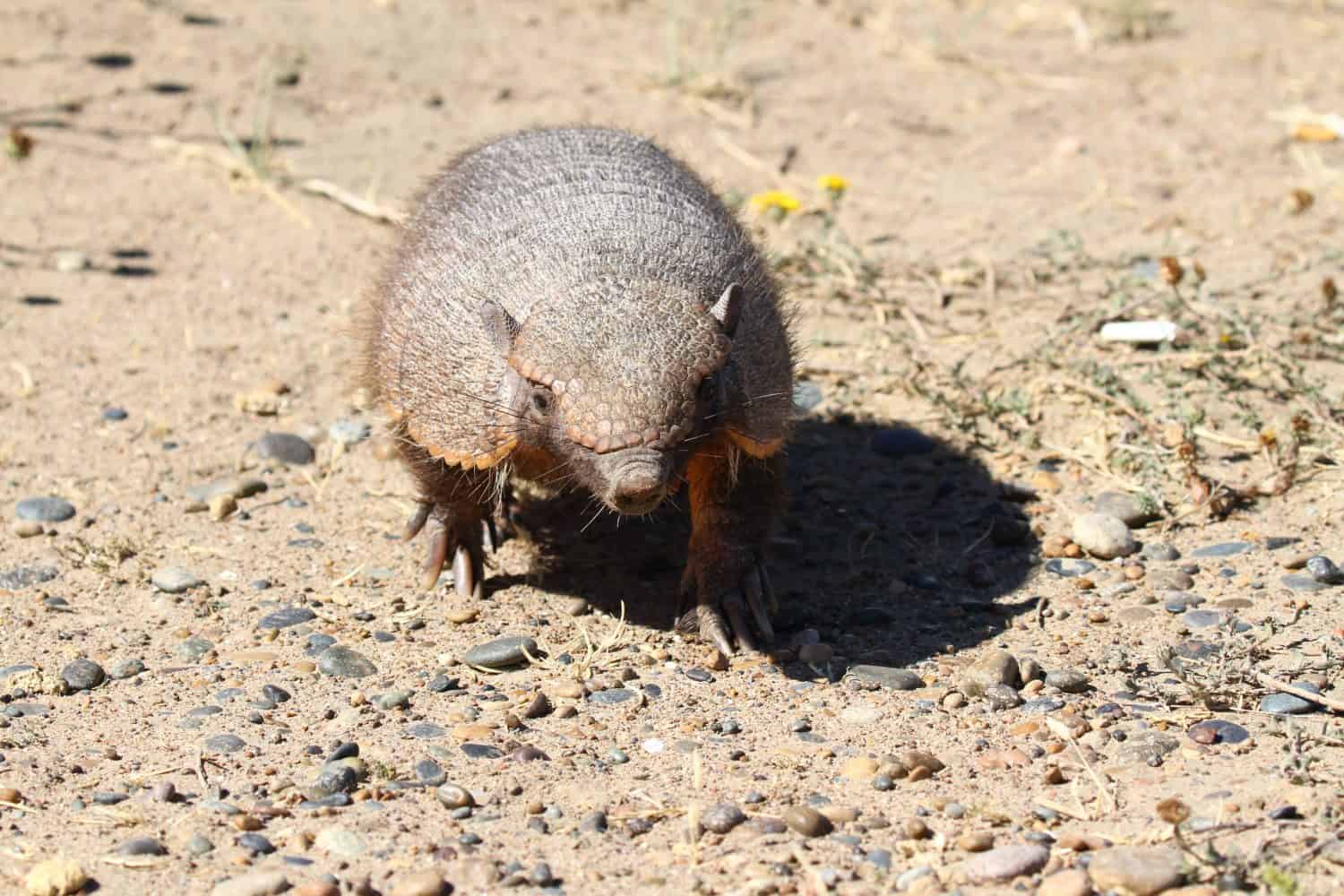 Cute armadillo looking at camera in Valdes Peninsula