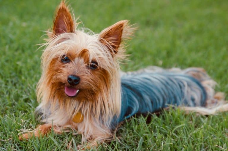 Silky Terrier
