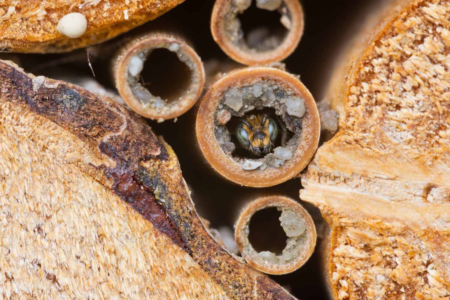 Wild solitary bee Osmia rapunculi (Syn. Chelostoma rapunculi), male looks before ecloses out of the nest hole in a hollow reed stem of an insect hotel. 