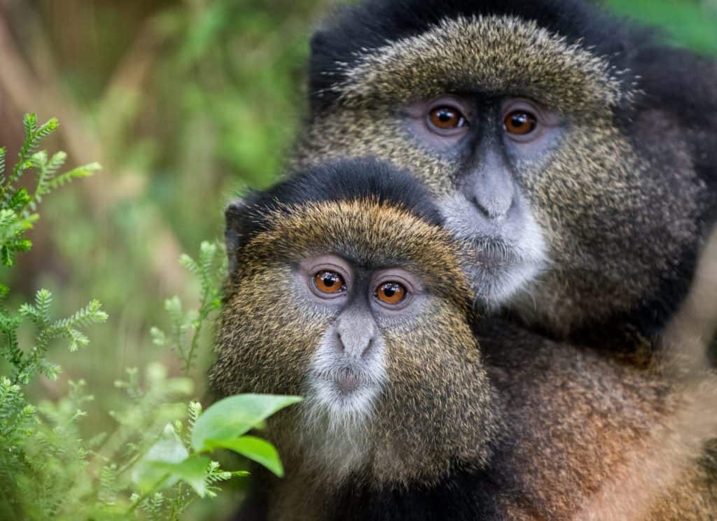 Mother and baby golden monkey in Volcanoes National Park, Rwanda
