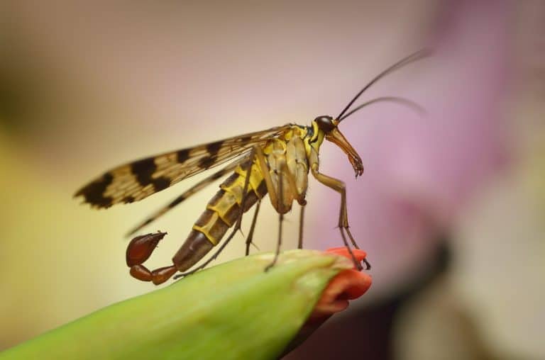scorpion fly Mecoptera