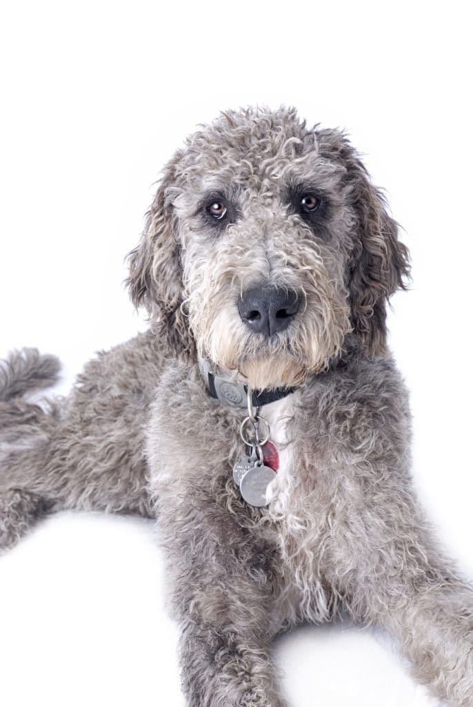 Horizontal studio shot of a Weimaraner dog on a 255 white background with copy space.
