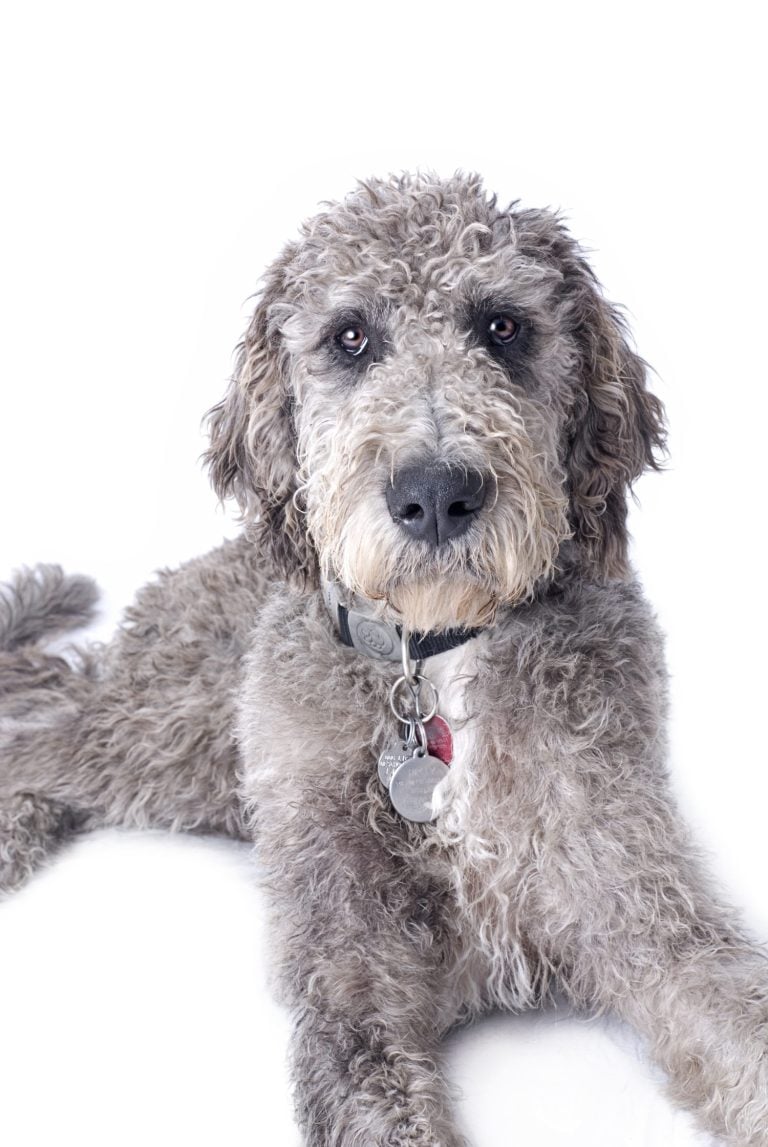 Weimardoodle