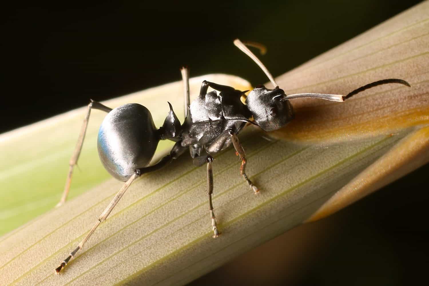 ant, a species that specializes on pitcher plant feeding (Polyrhachis pruinosa) From Bornean rainforest