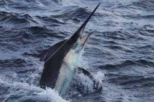 Black marlin close up