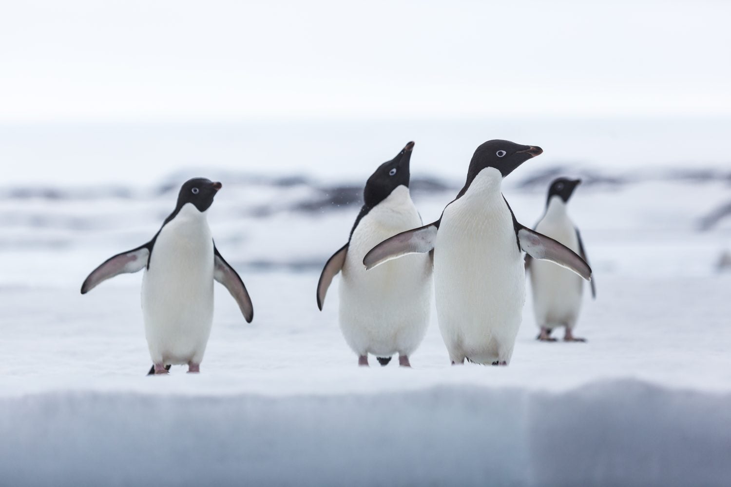 Wildlife in East Antarctica