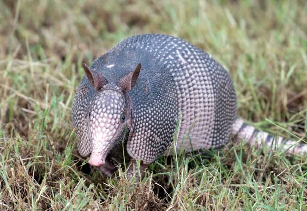 An armadillo, Dasypus novemcinctus, roots in the grass in a clearing in the Red River National Wildlife Refuge in northwest Louisiana.